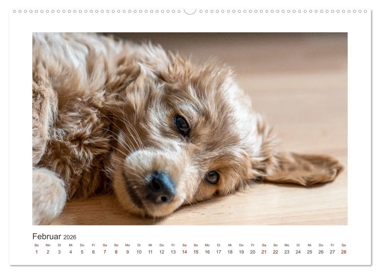 Bild: 9783457458549 | Mini Goldendoodle - Glück ist ein Hund (hochwertiger Premium...