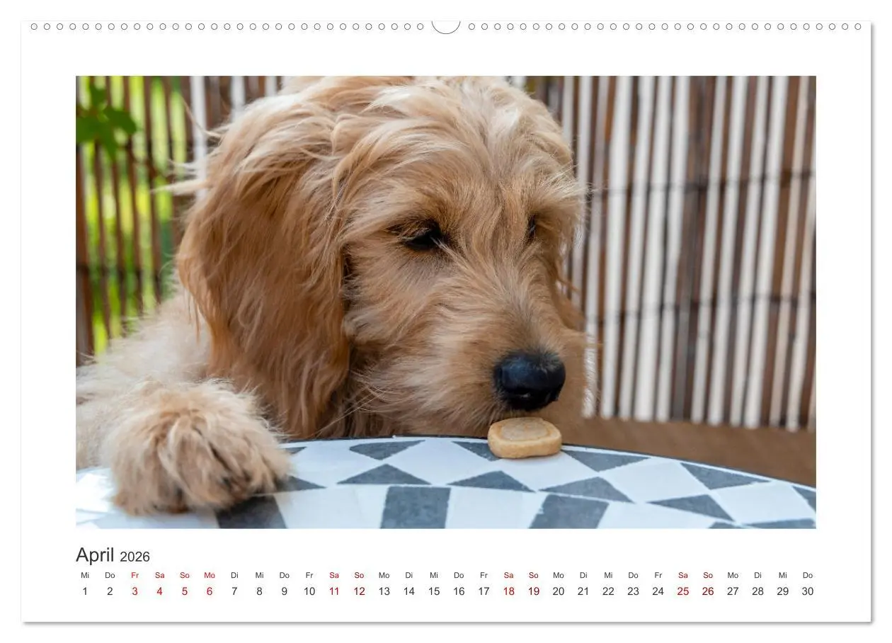 Bild: 9783457458549 | Mini Goldendoodle - Glück ist ein Hund (hochwertiger Premium...
