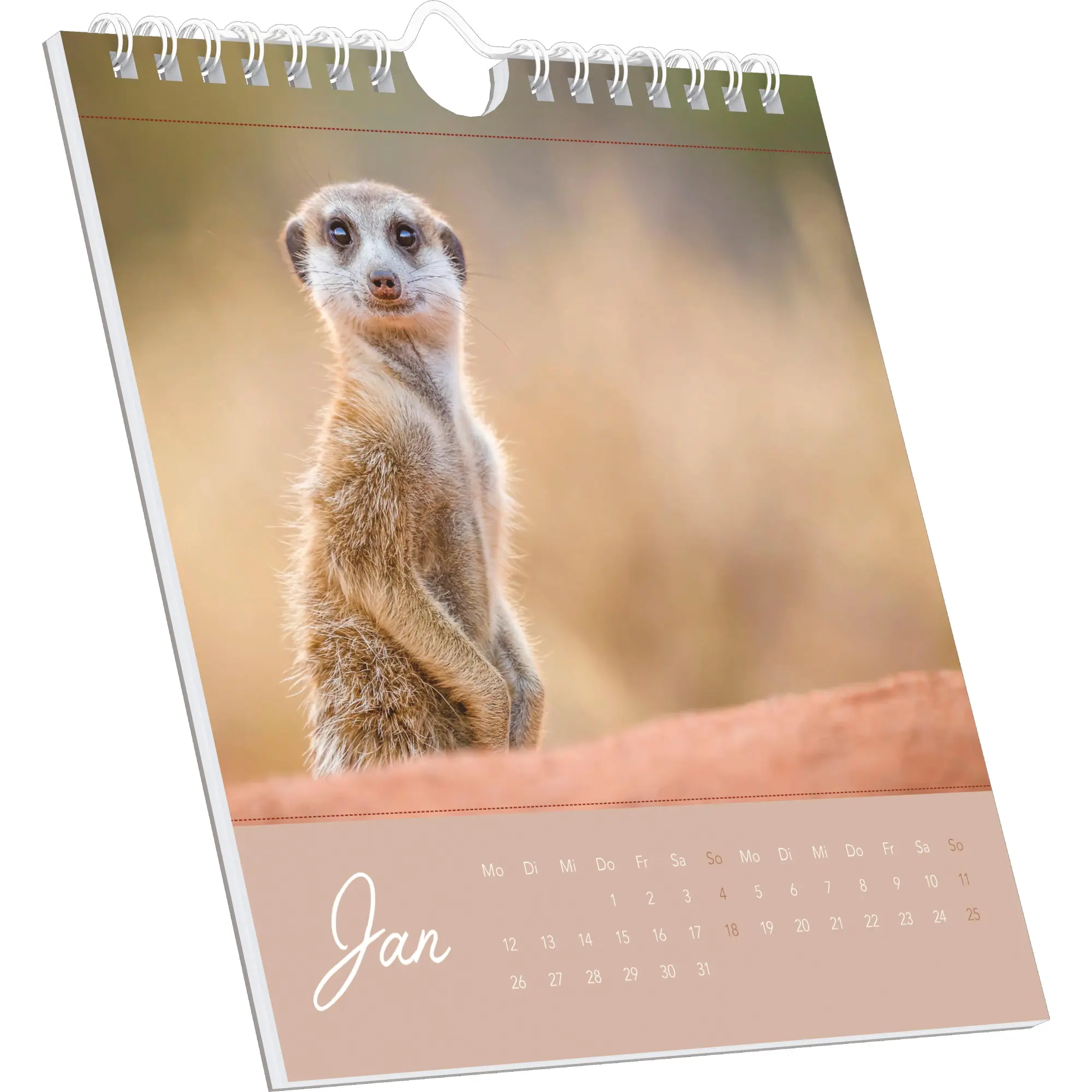 Bild: 4069095008649 | Freche Erdmännchen 2026 - Postkartenkalender 16x17 cm | Kalender