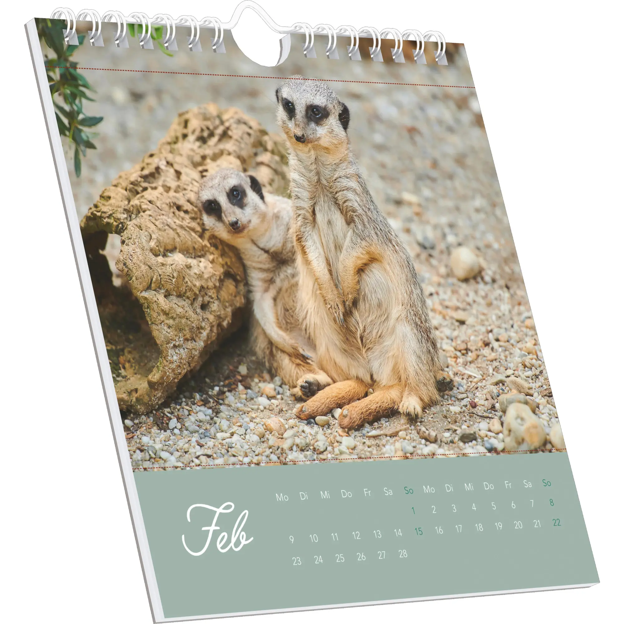 Bild: 4069095008649 | Freche Erdmännchen 2026 - Postkartenkalender 16x17 cm | Kalender