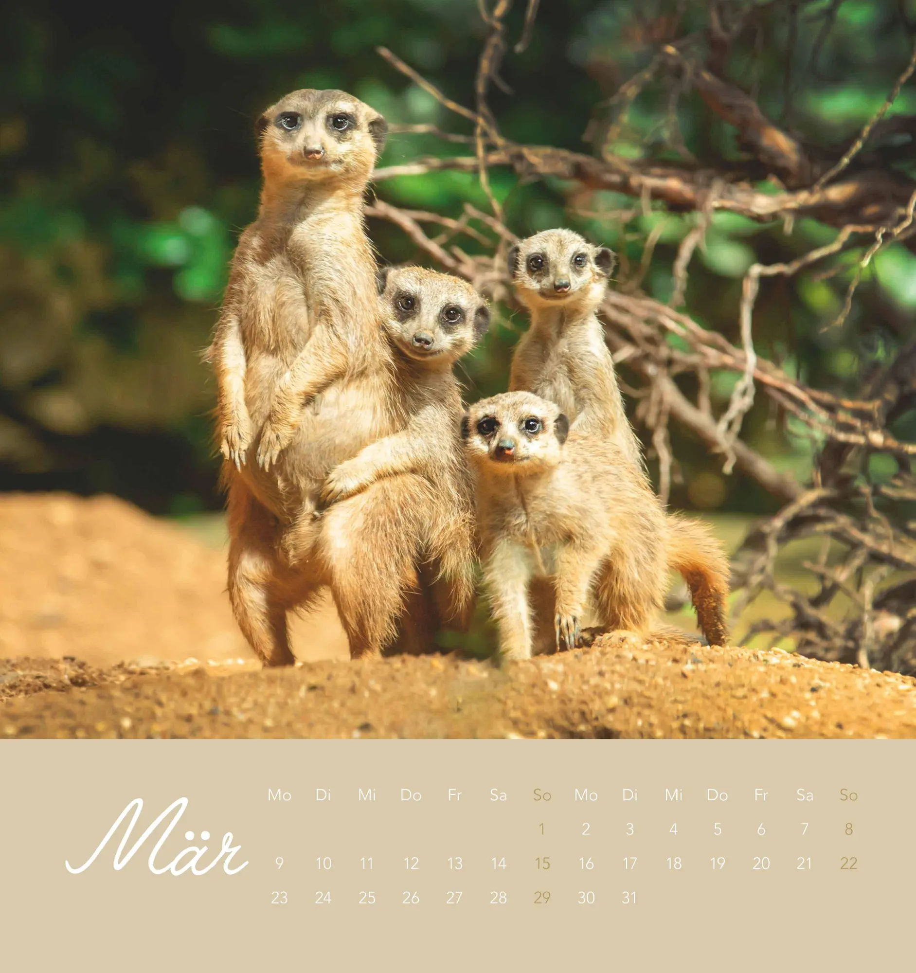 Bild: 4069095008649 | Freche Erdmännchen 2026 - Postkartenkalender 16x17 cm | Kalender