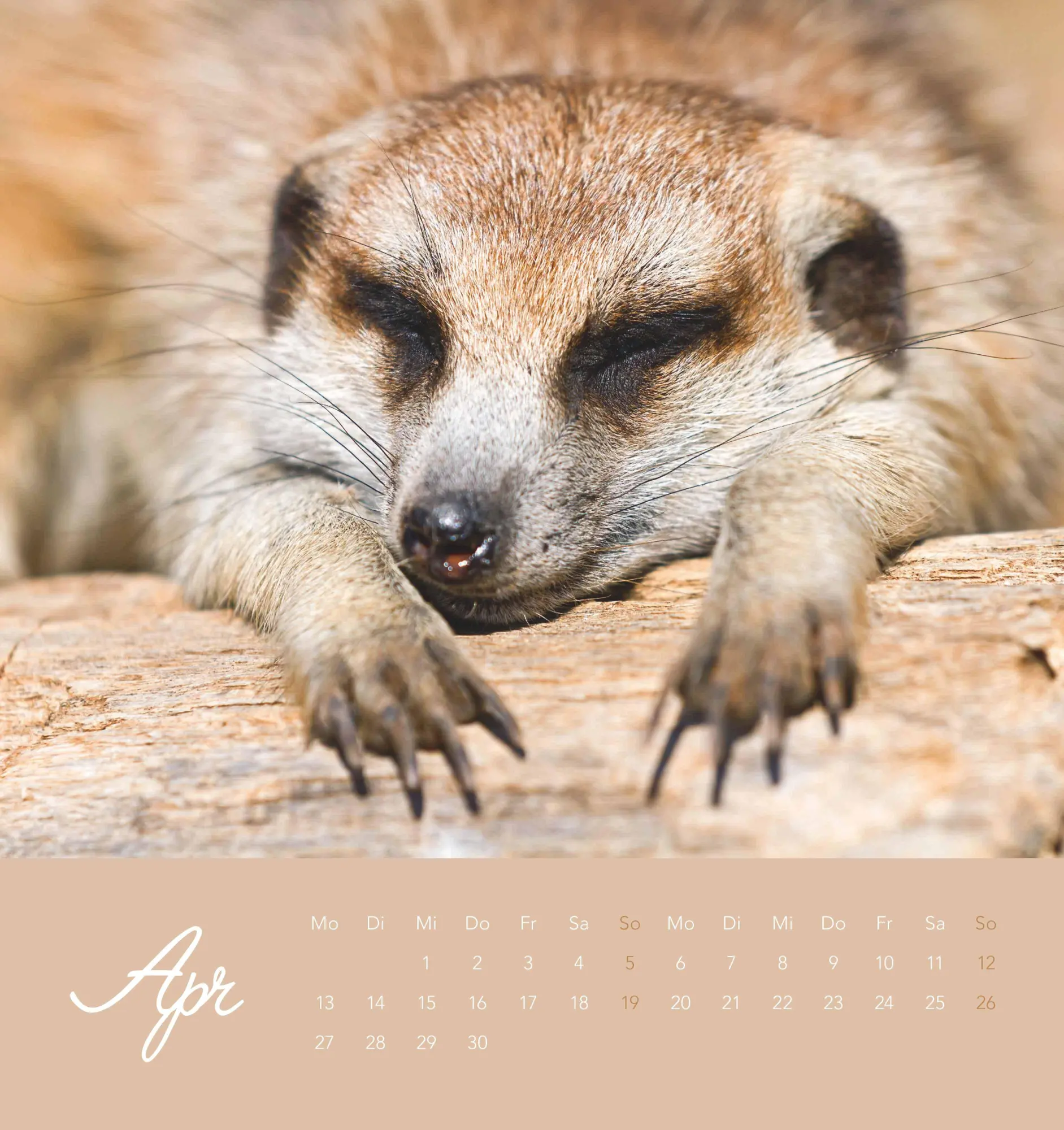 Bild: 4069095008649 | Freche Erdmännchen 2026 - Postkartenkalender 16x17 cm | Kalender