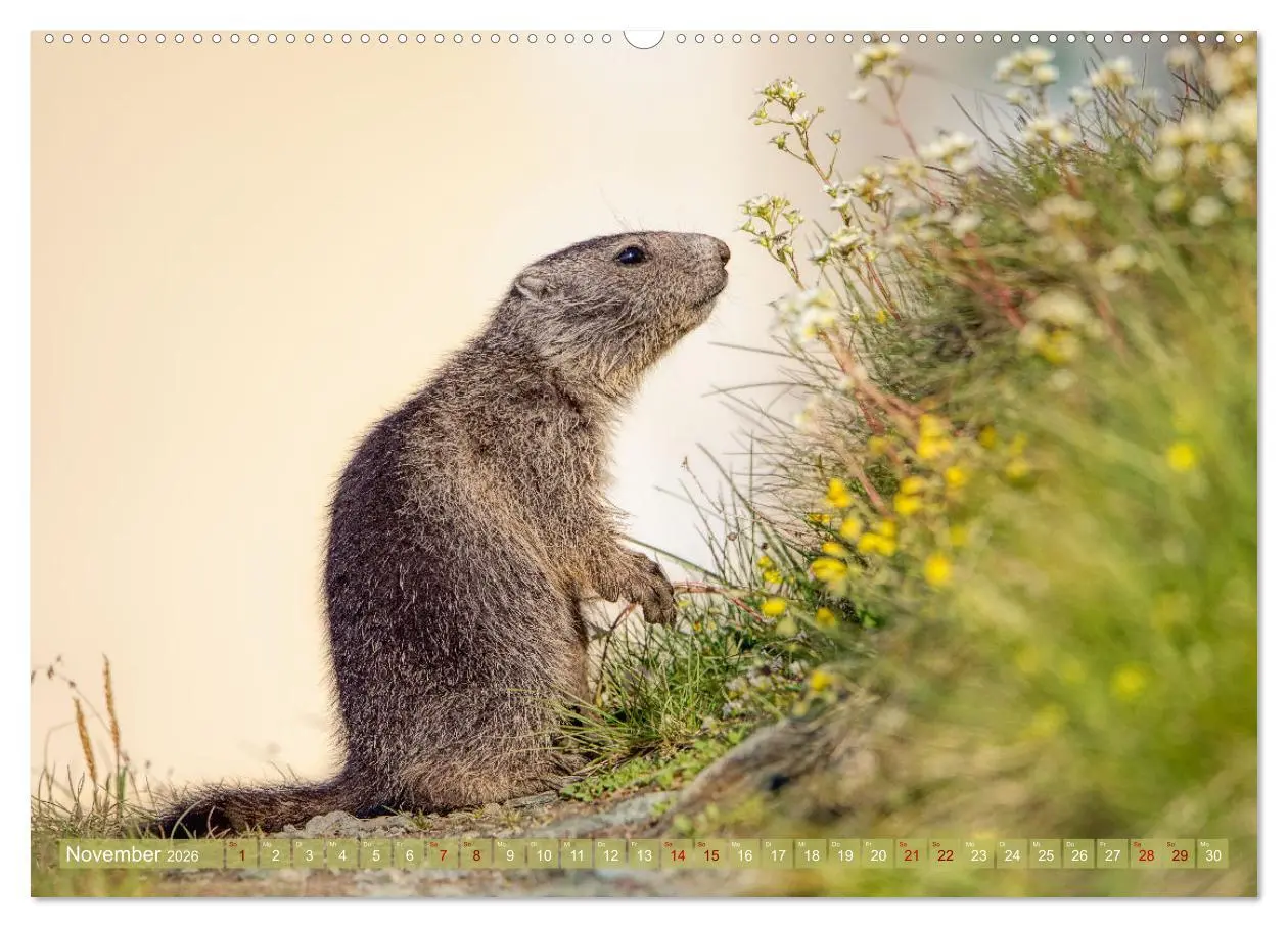 Bild: 9783457378649 | Tiere der Alpen - Murmeltier-Kinder (Wandkalender 2026 DIN A2...