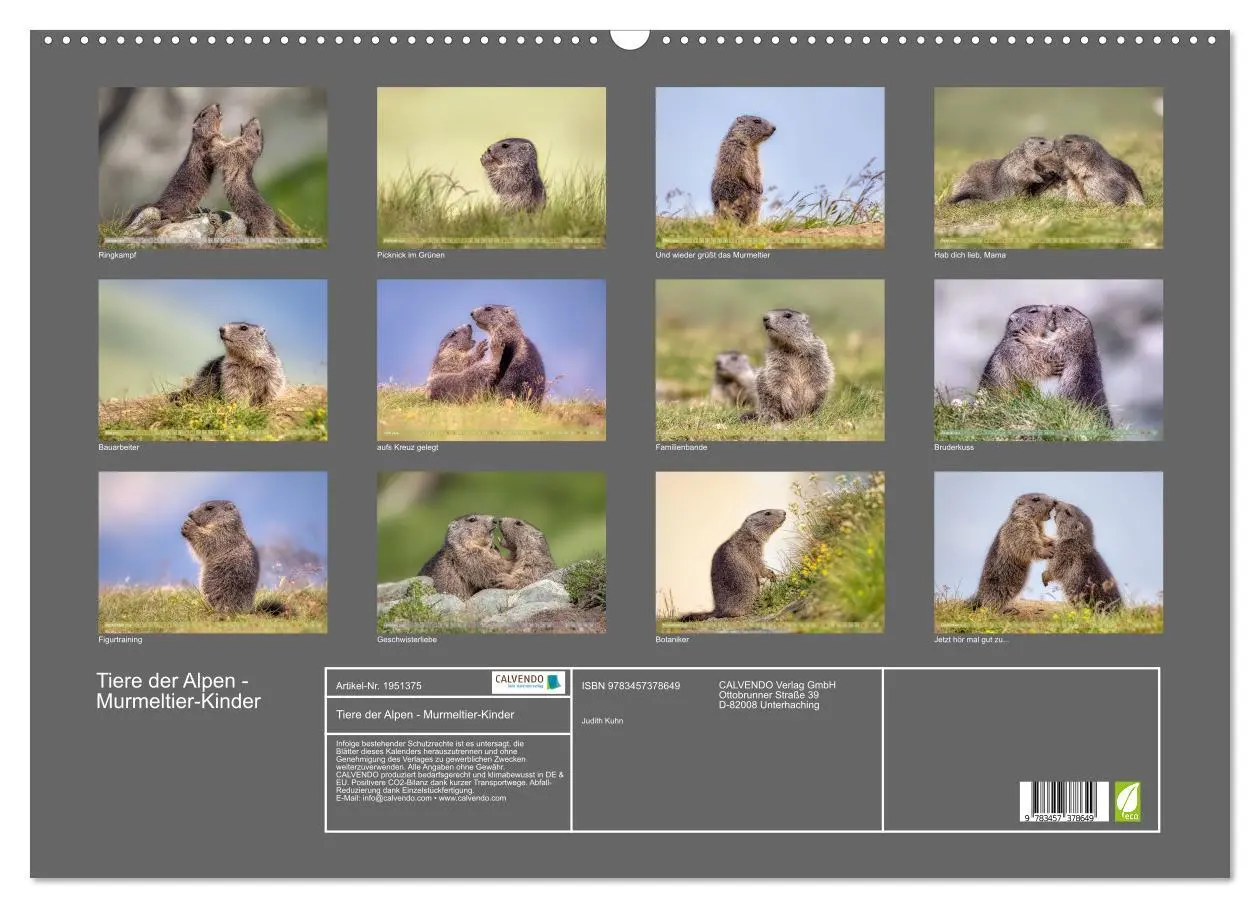 Bild: 9783457378649 | Tiere der Alpen - Murmeltier-Kinder (Wandkalender 2026 DIN A2...