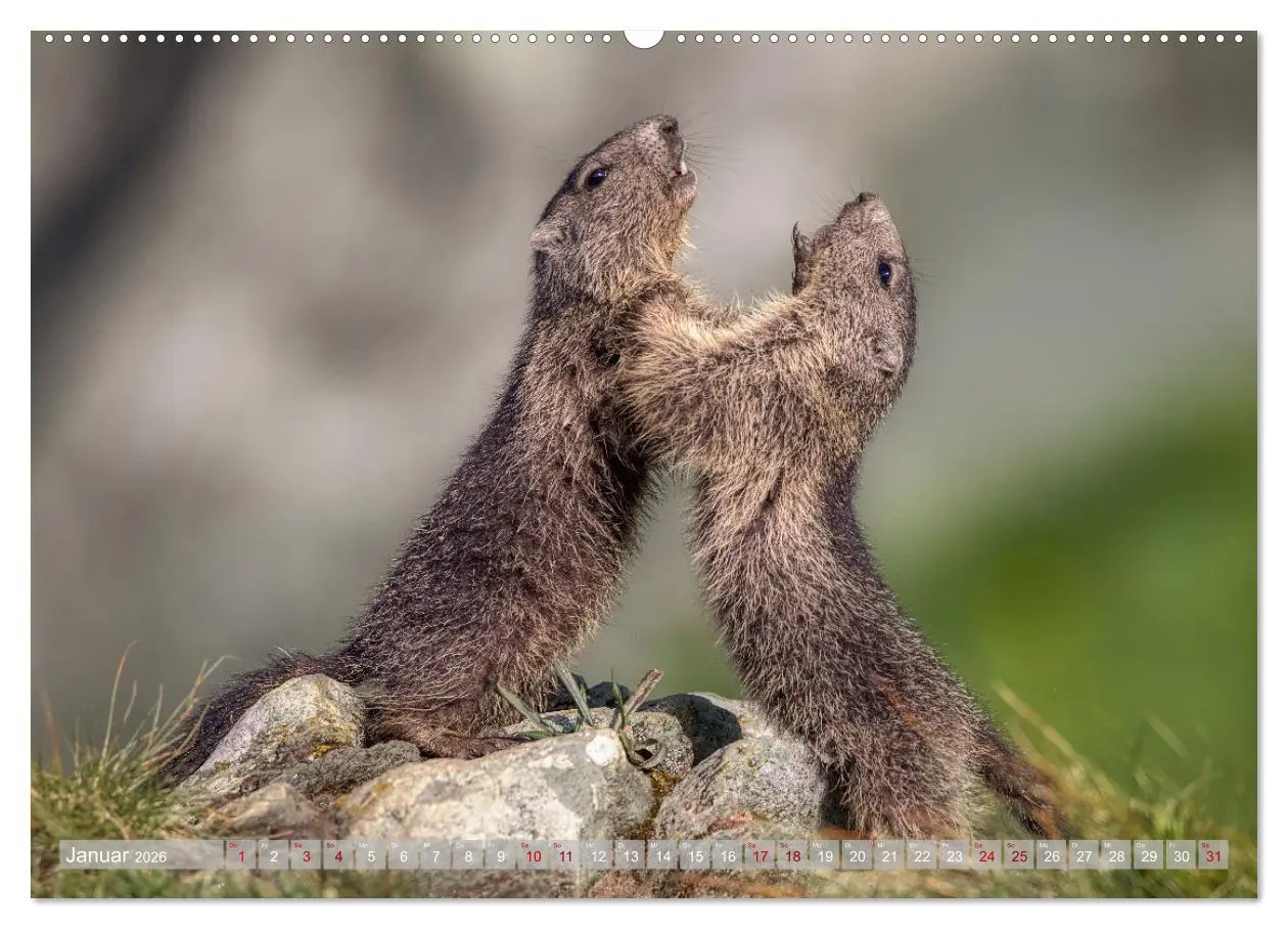 Bild: 9783457378649 | Tiere der Alpen - Murmeltier-Kinder (Wandkalender 2026 DIN A2...