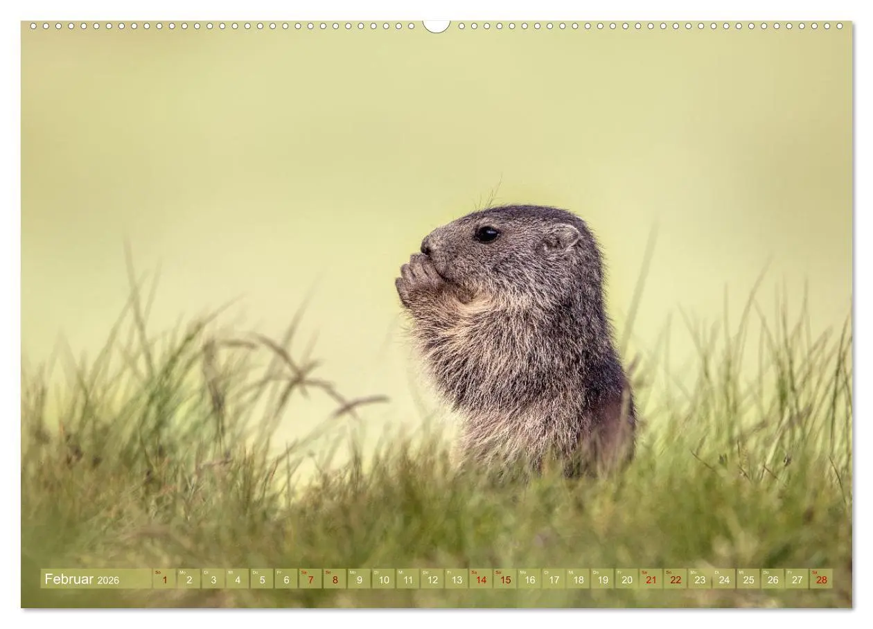 Bild: 9783457378649 | Tiere der Alpen - Murmeltier-Kinder (Wandkalender 2026 DIN A2...