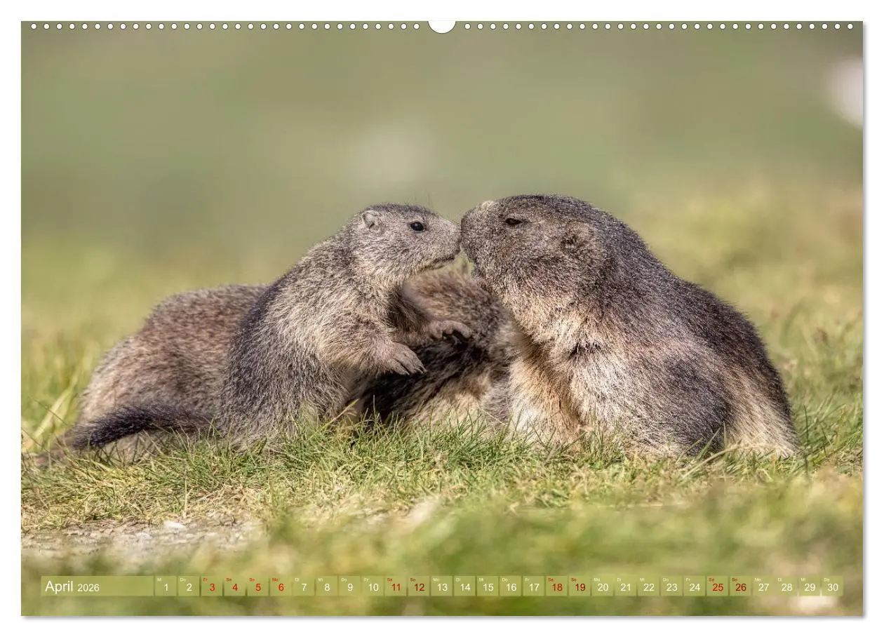 Bild: 9783457378649 | Tiere der Alpen - Murmeltier-Kinder (Wandkalender 2026 DIN A2...