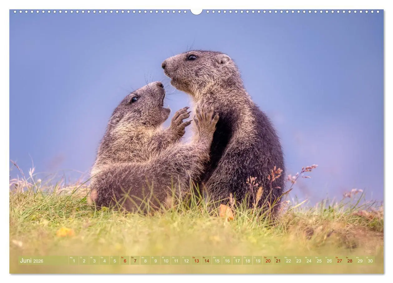 Bild: 9783457378649 | Tiere der Alpen - Murmeltier-Kinder (Wandkalender 2026 DIN A2...