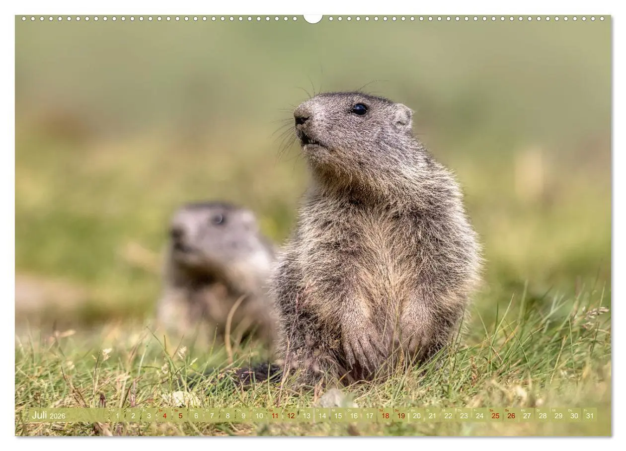 Bild: 9783457378649 | Tiere der Alpen - Murmeltier-Kinder (Wandkalender 2026 DIN A2...