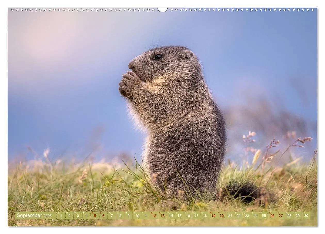 Bild: 9783457378649 | Tiere der Alpen - Murmeltier-Kinder (Wandkalender 2026 DIN A2...