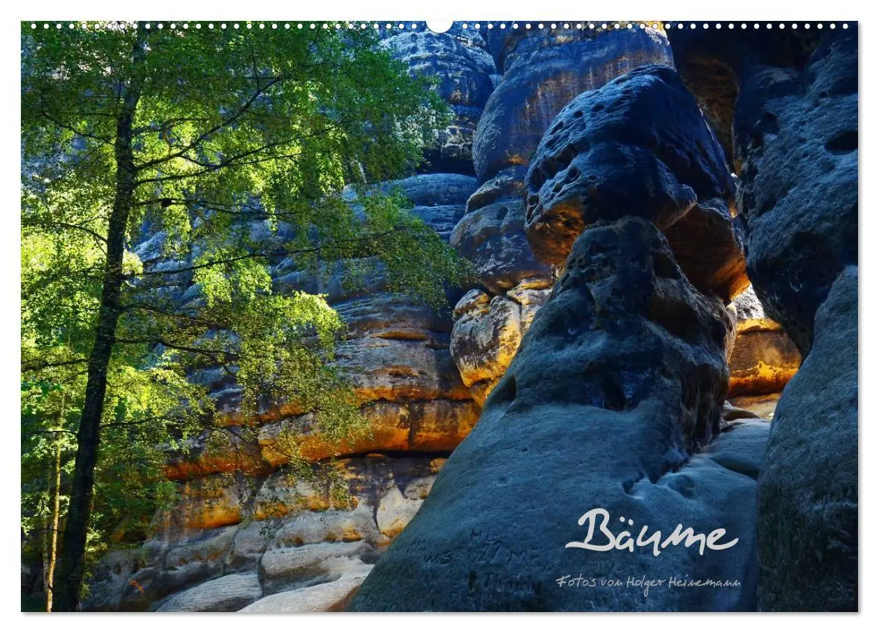 Cover: 9783516228649 | Bäume (Wandkalender 2026 DIN A2 quer), CALVENDO Monatskalender | 2026