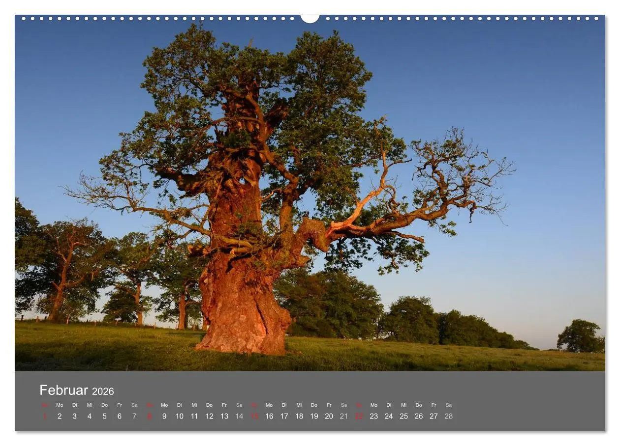 Bild: 9783516228649 | Bäume (Wandkalender 2026 DIN A2 quer), CALVENDO Monatskalender | 2026