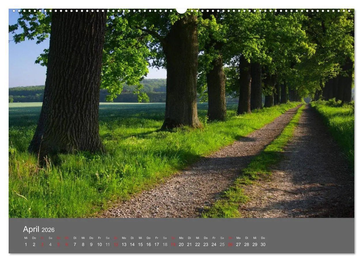 Bild: 9783516228649 | Bäume (Wandkalender 2026 DIN A2 quer), CALVENDO Monatskalender | 2026