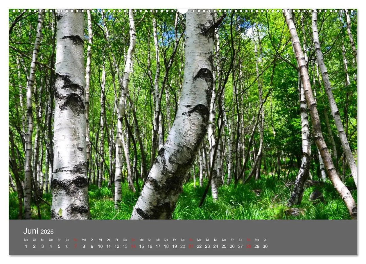 Bild: 9783516228649 | Bäume (Wandkalender 2026 DIN A2 quer), CALVENDO Monatskalender | 2026