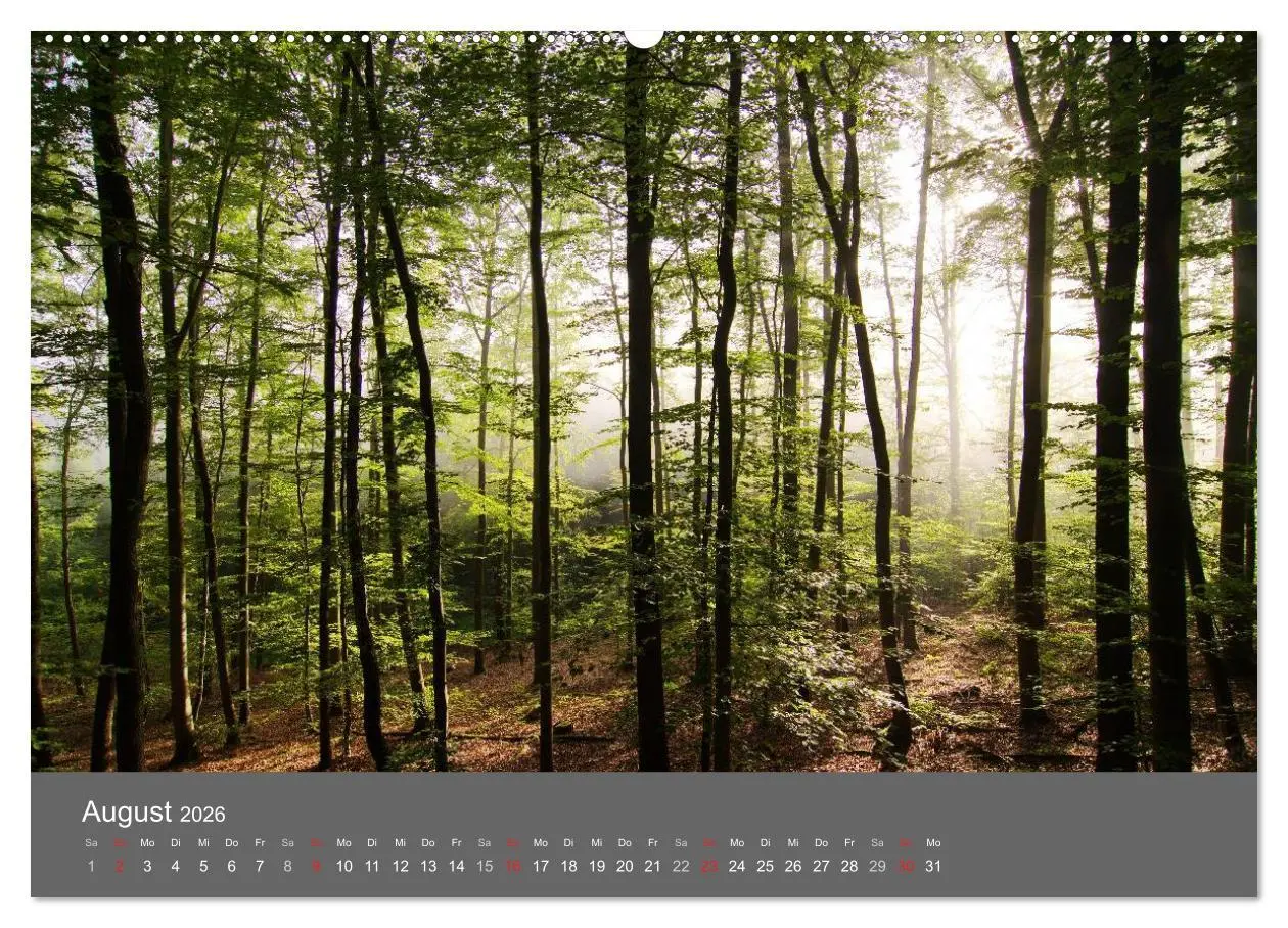 Bild: 9783516228649 | Bäume (Wandkalender 2026 DIN A2 quer), CALVENDO Monatskalender | 2026
