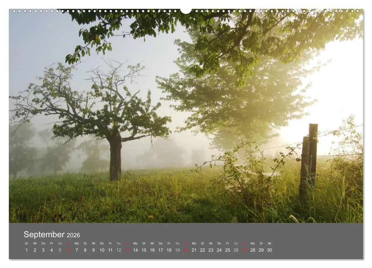 Bild: 9783516228649 | Bäume (Wandkalender 2026 DIN A2 quer), CALVENDO Monatskalender | 2026