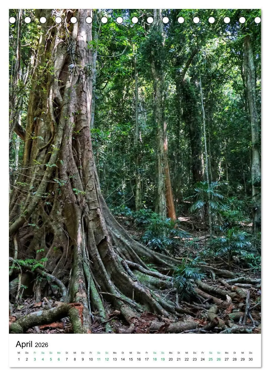 Bild: 9783516398649 | Regenwald - Australien (Tischkalender 2026 DIN A5 hoch), CALVENDO...
