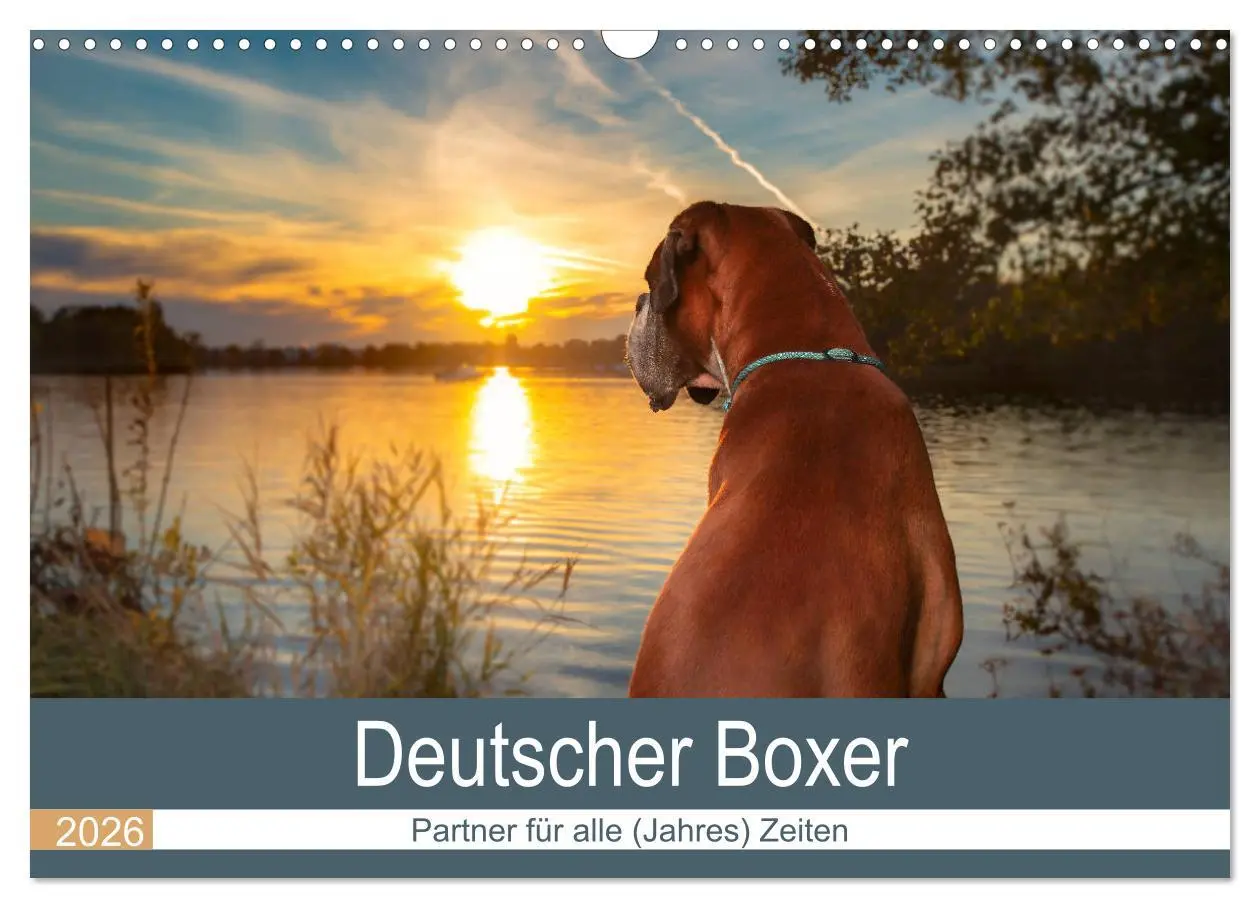 Cover: 9783457728949 | Deutscher Boxer (Wandkalender 2026 DIN A3 quer), CALVENDO...