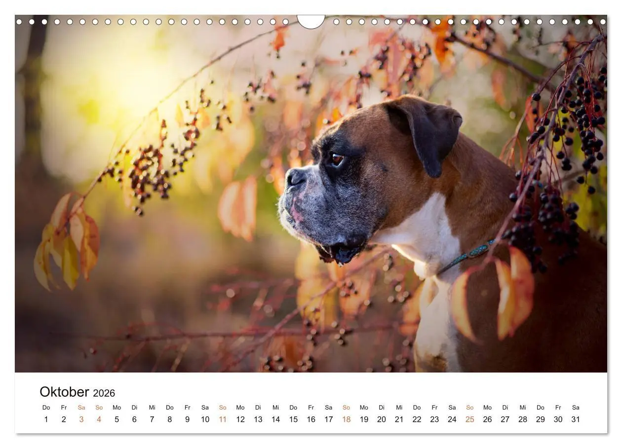 Bild: 9783457728949 | Deutscher Boxer (Wandkalender 2026 DIN A3 quer), CALVENDO...