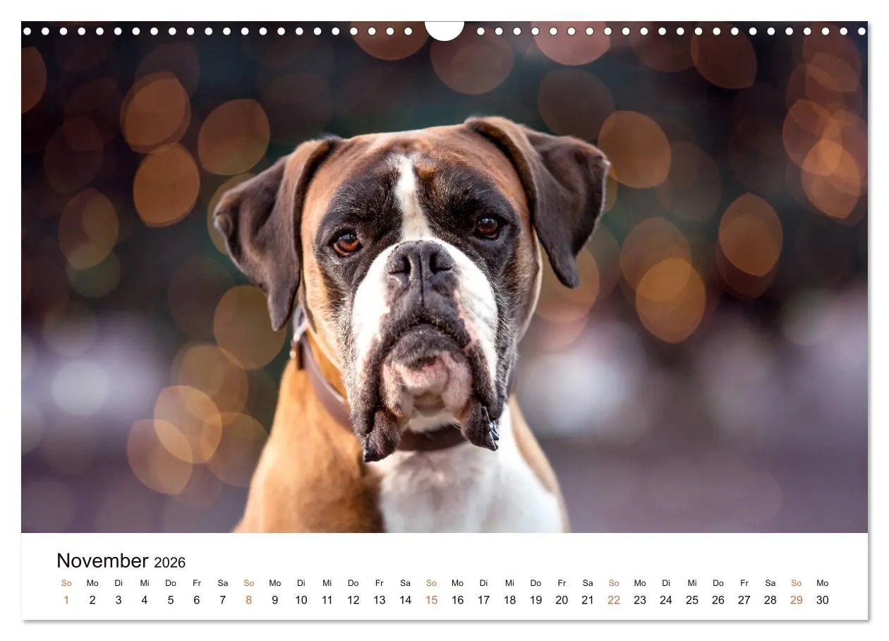 Bild: 9783457728949 | Deutscher Boxer (Wandkalender 2026 DIN A3 quer), CALVENDO...