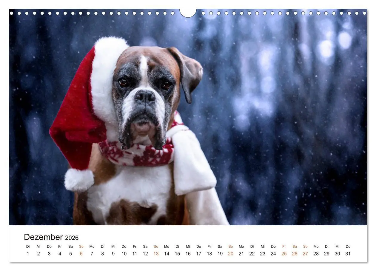 Bild: 9783457728949 | Deutscher Boxer (Wandkalender 2026 DIN A3 quer), CALVENDO...