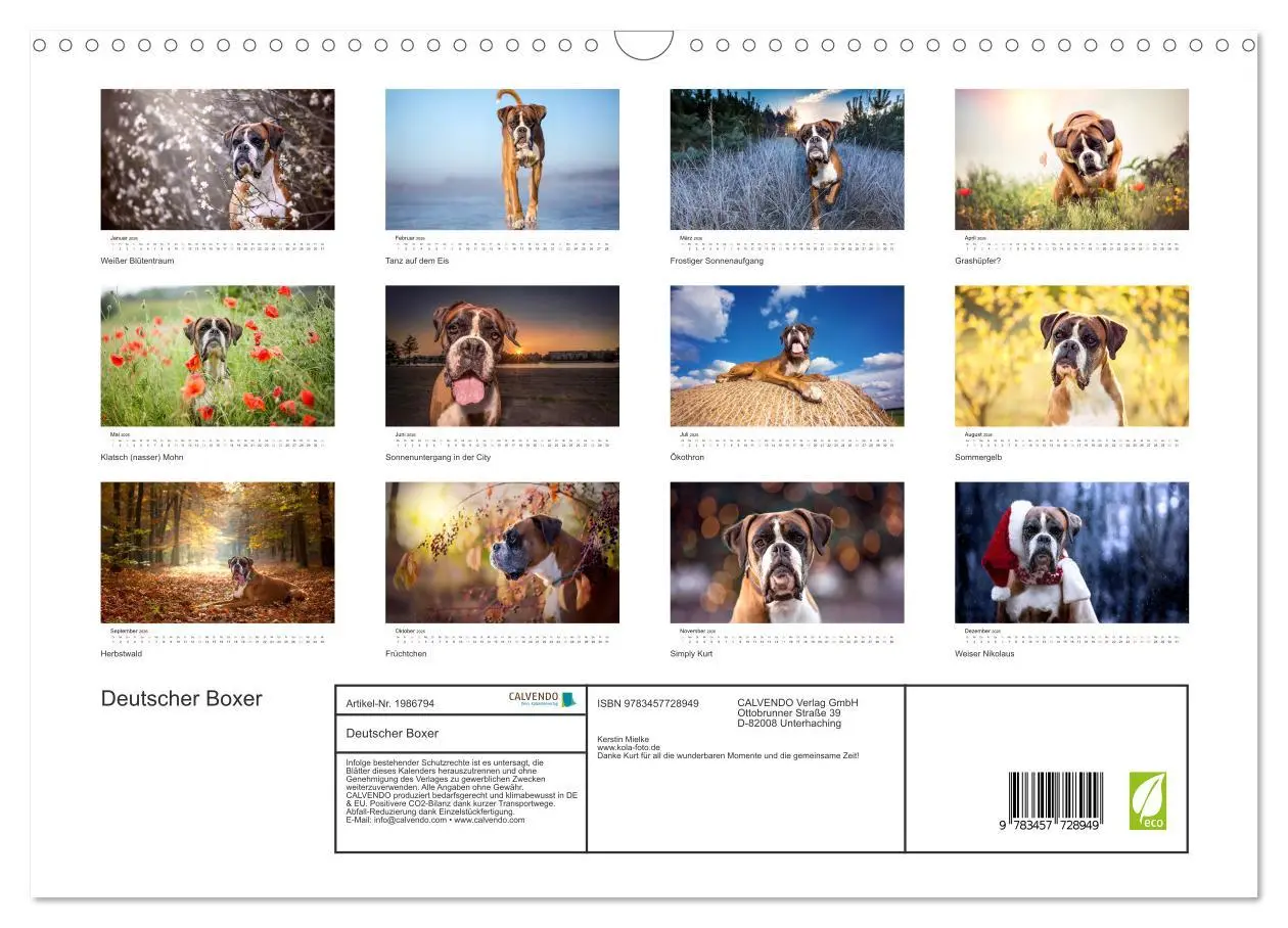 Bild: 9783457728949 | Deutscher Boxer (Wandkalender 2026 DIN A3 quer), CALVENDO...