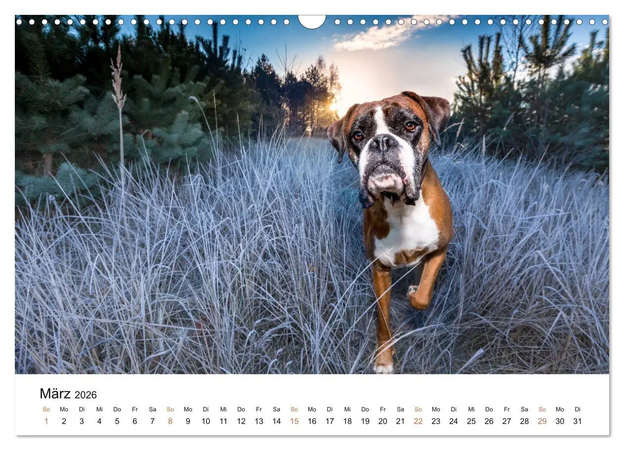 Bild: 9783457728949 | Deutscher Boxer (Wandkalender 2026 DIN A3 quer), CALVENDO...
