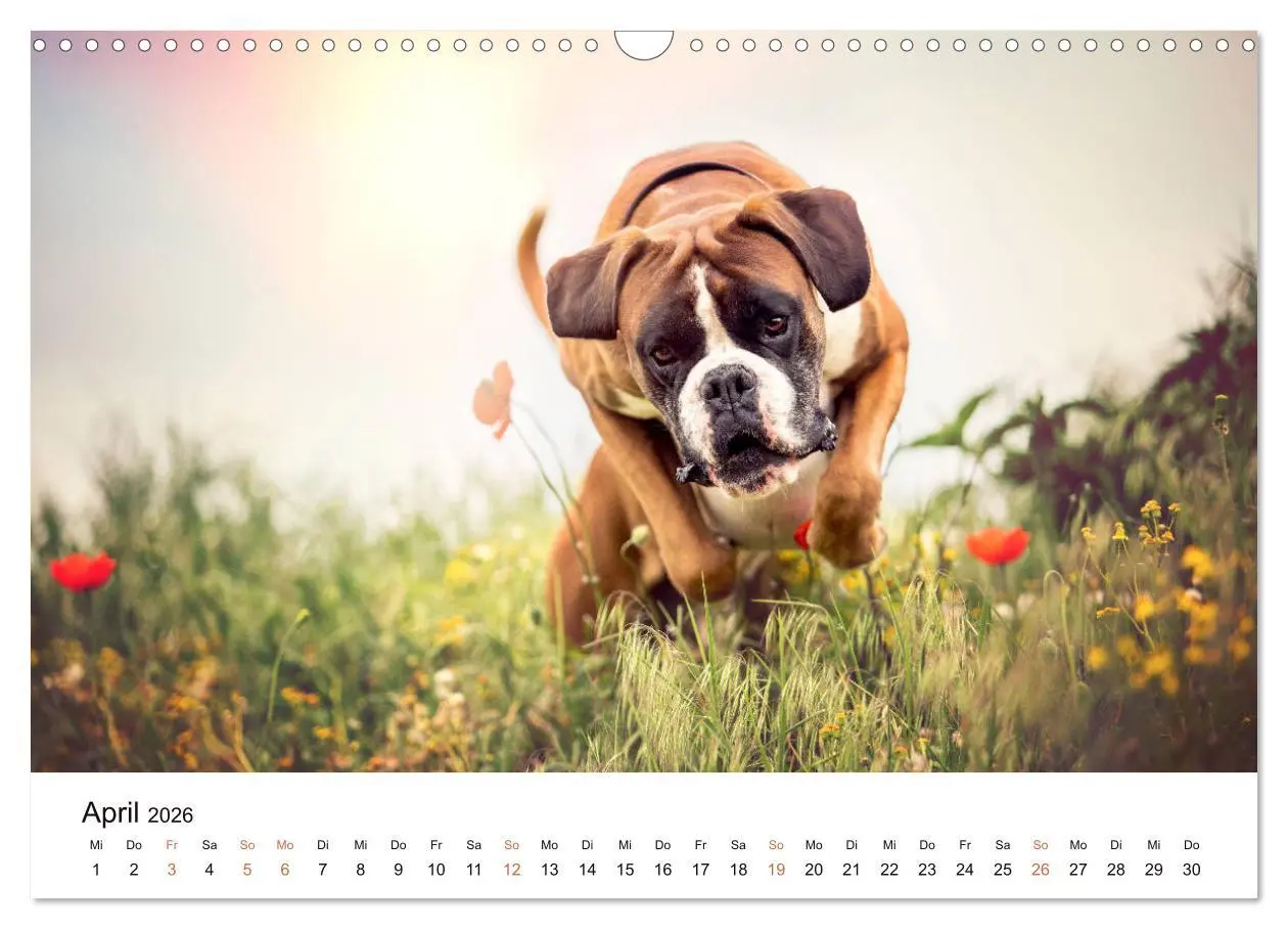 Bild: 9783457728949 | Deutscher Boxer (Wandkalender 2026 DIN A3 quer), CALVENDO...