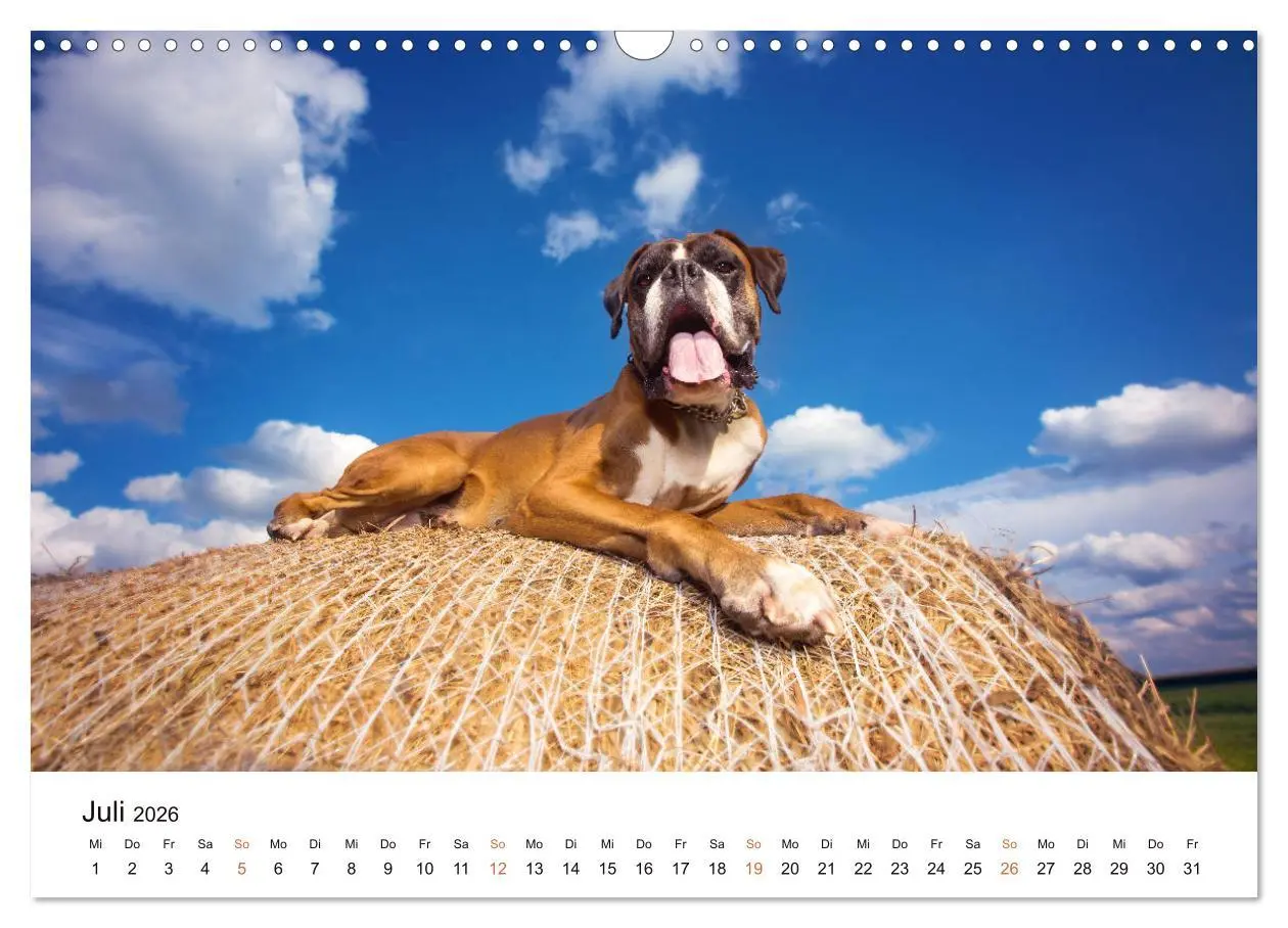 Bild: 9783457728949 | Deutscher Boxer (Wandkalender 2026 DIN A3 quer), CALVENDO...