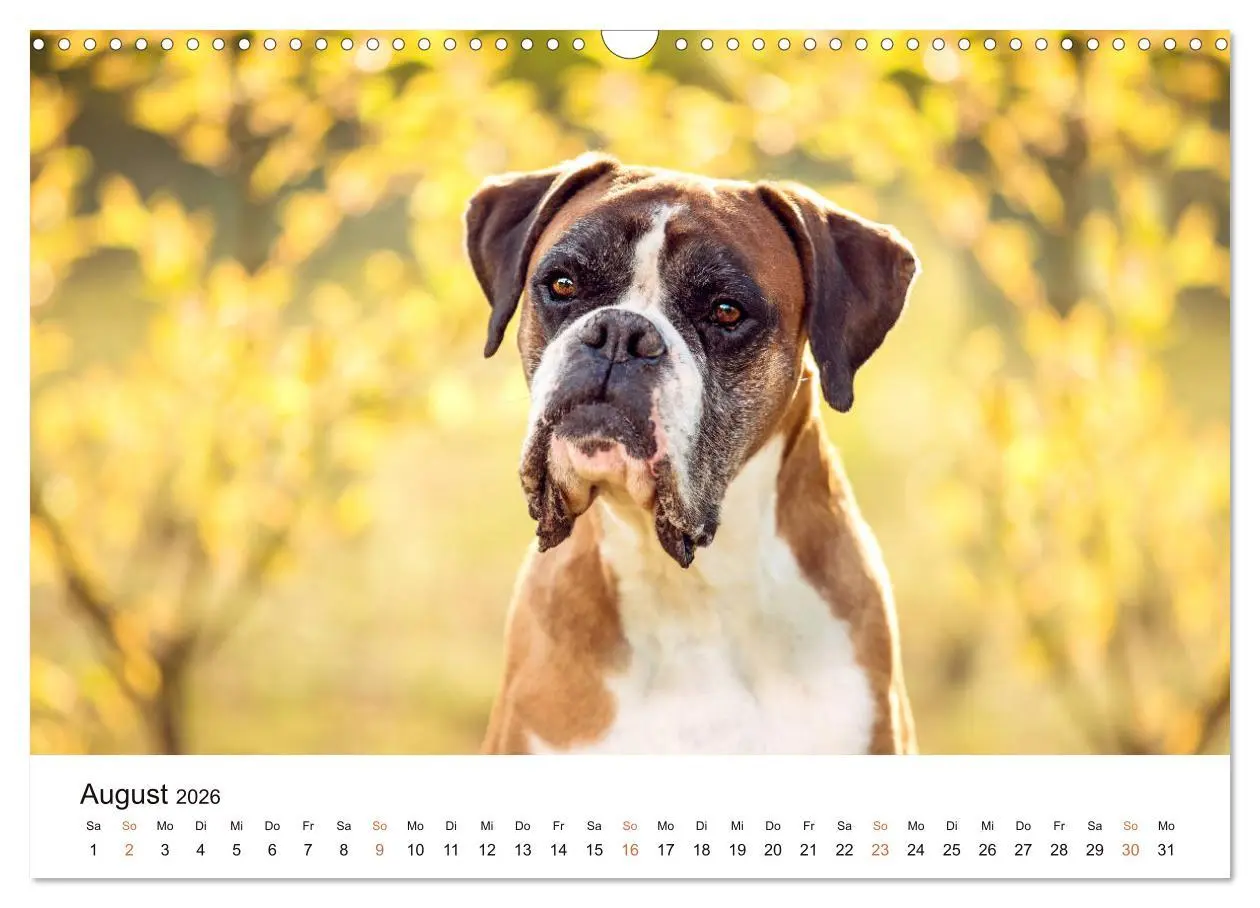Bild: 9783457728949 | Deutscher Boxer (Wandkalender 2026 DIN A3 quer), CALVENDO...