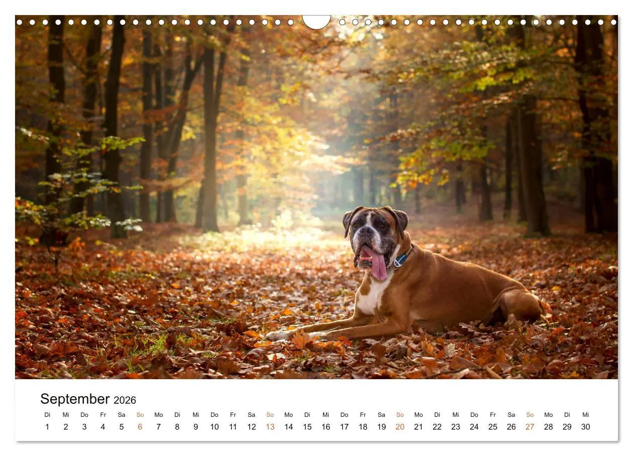 Bild: 9783457728949 | Deutscher Boxer (Wandkalender 2026 DIN A3 quer), CALVENDO...
