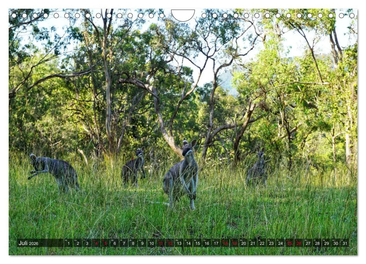 Bild: 9783457929049 | Australien (Wandkalender 2026 DIN A4 quer), CALVENDO Monatskalender