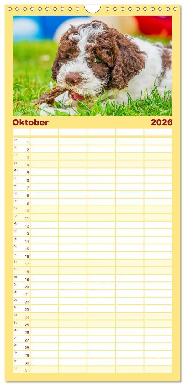 Bild: 9783516499049 | Familienplaner 2026 - Lagotto Romagnolo - der Trüffelhund Italiens...