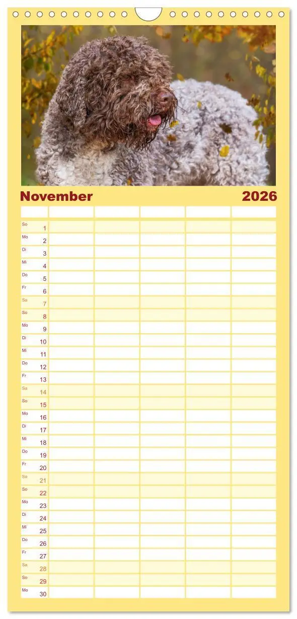 Bild: 9783516499049 | Familienplaner 2026 - Lagotto Romagnolo - der Trüffelhund Italiens...