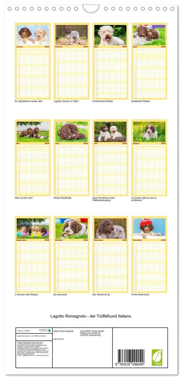 Bild: 9783516499049 | Familienplaner 2026 - Lagotto Romagnolo - der Trüffelhund Italiens...