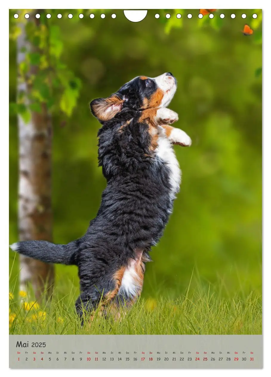 Bild: 9783457159149 | Berner Sennenhund - Ein Hund für alle Fälle (Wandkalender 2025 DIN...