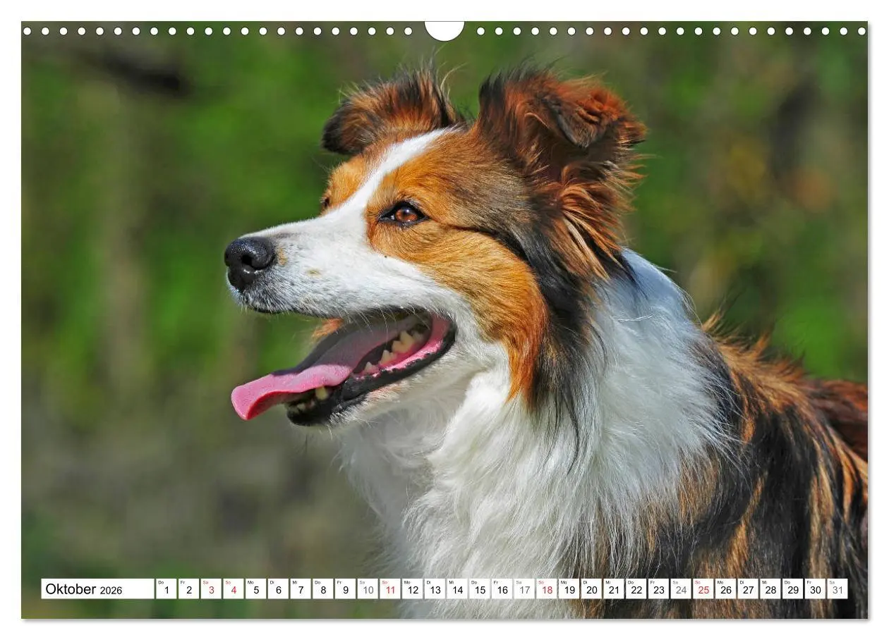 Bild: 9783457919149 | Traumhund Border Collie (Wandkalender 2026 DIN A3 quer), CALVENDO...