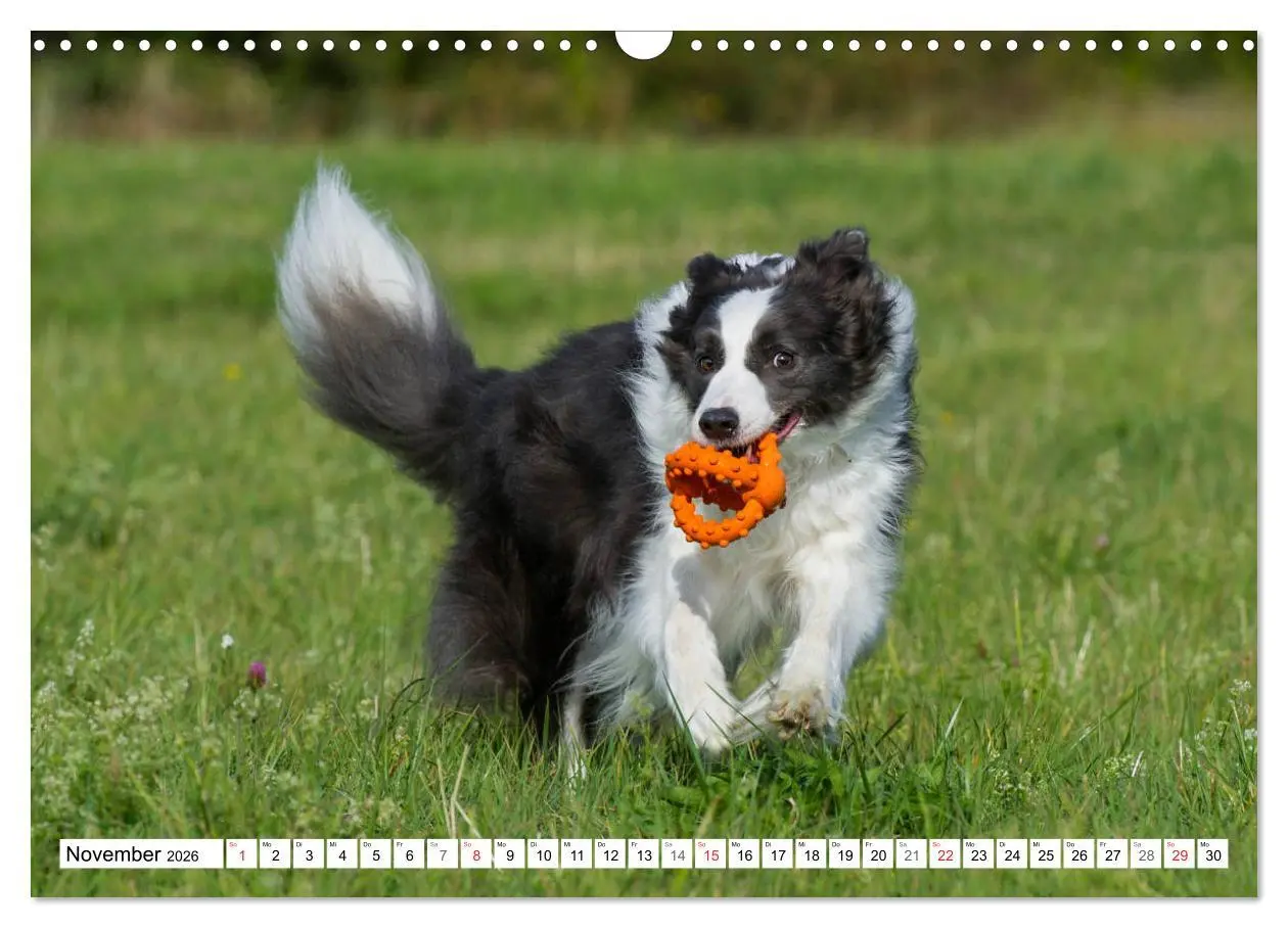 Bild: 9783457919149 | Traumhund Border Collie (Wandkalender 2026 DIN A3 quer), CALVENDO...