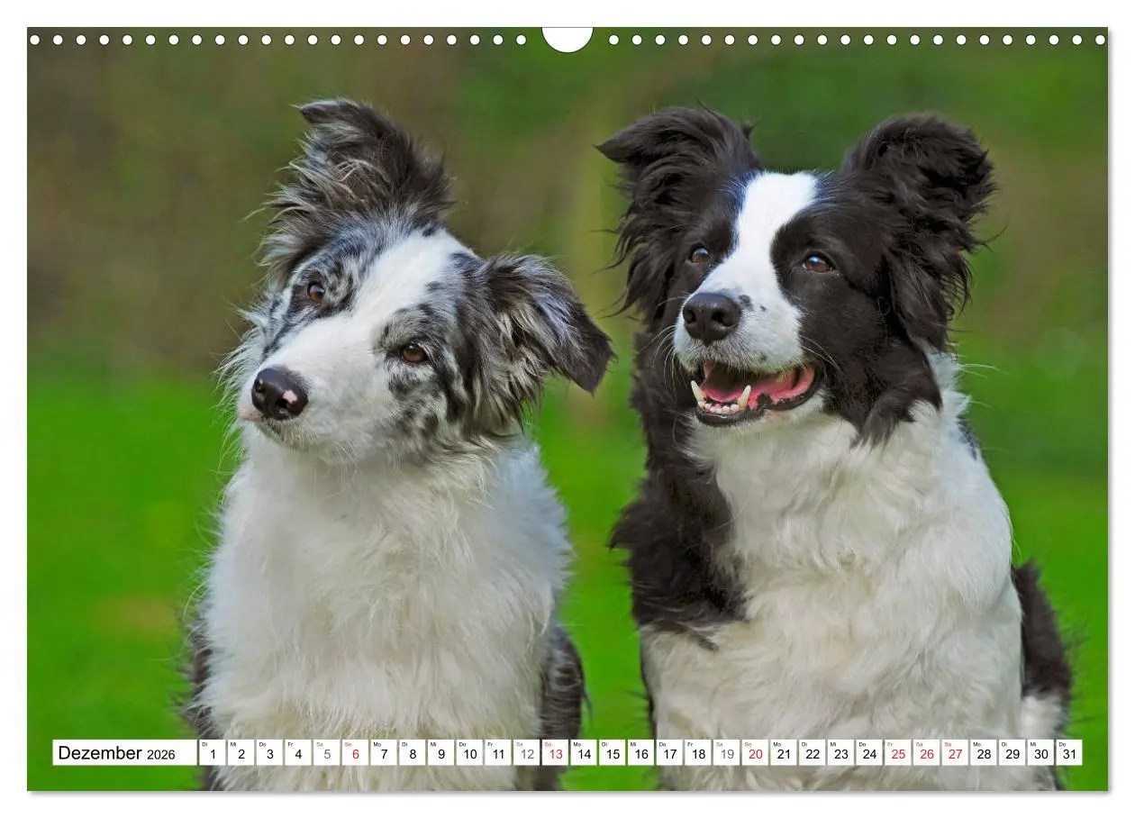Bild: 9783457919149 | Traumhund Border Collie (Wandkalender 2026 DIN A3 quer), CALVENDO...