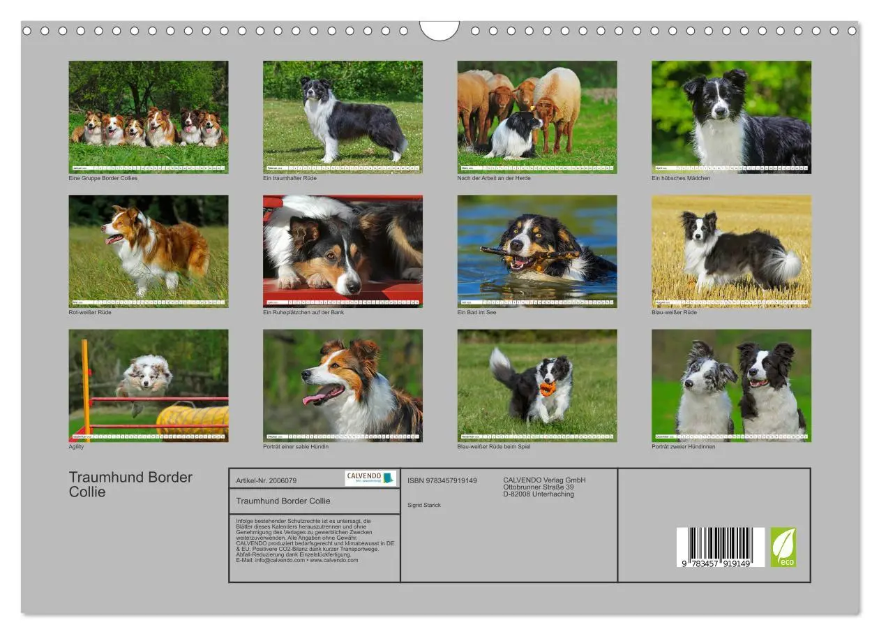 Bild: 9783457919149 | Traumhund Border Collie (Wandkalender 2026 DIN A3 quer), CALVENDO...