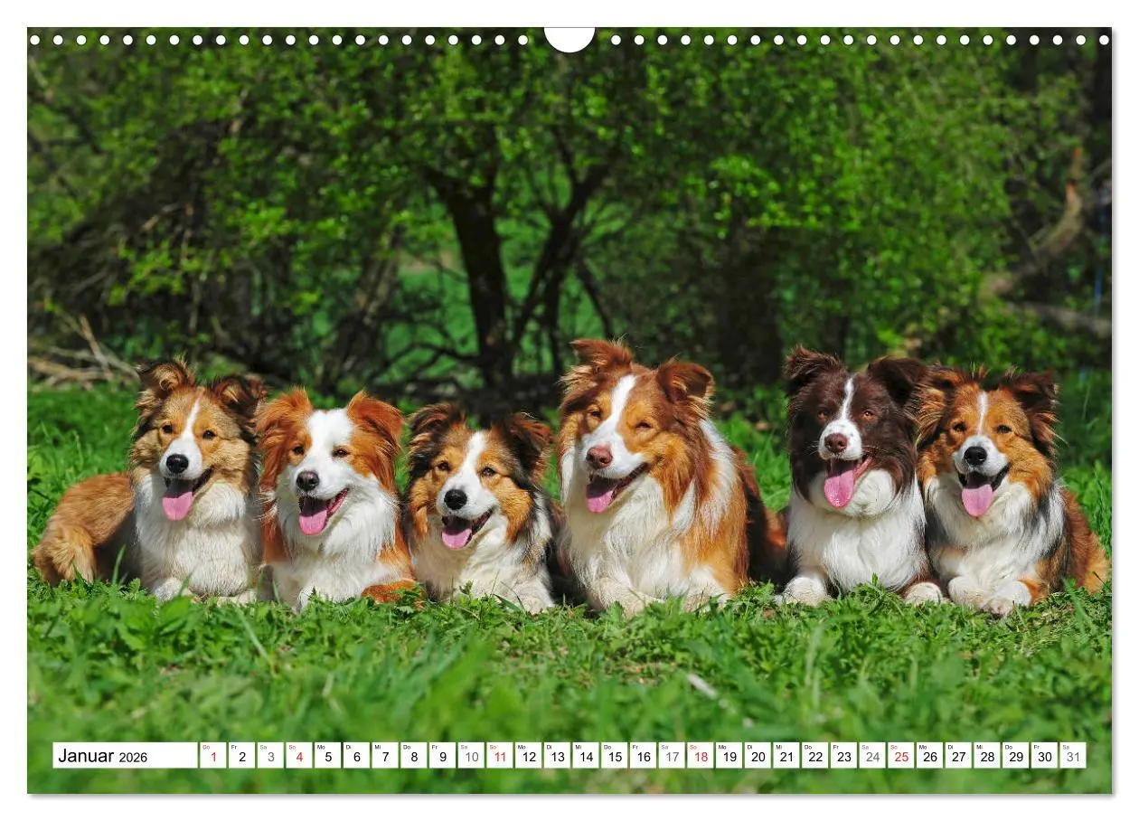 Bild: 9783457919149 | Traumhund Border Collie (Wandkalender 2026 DIN A3 quer), CALVENDO...