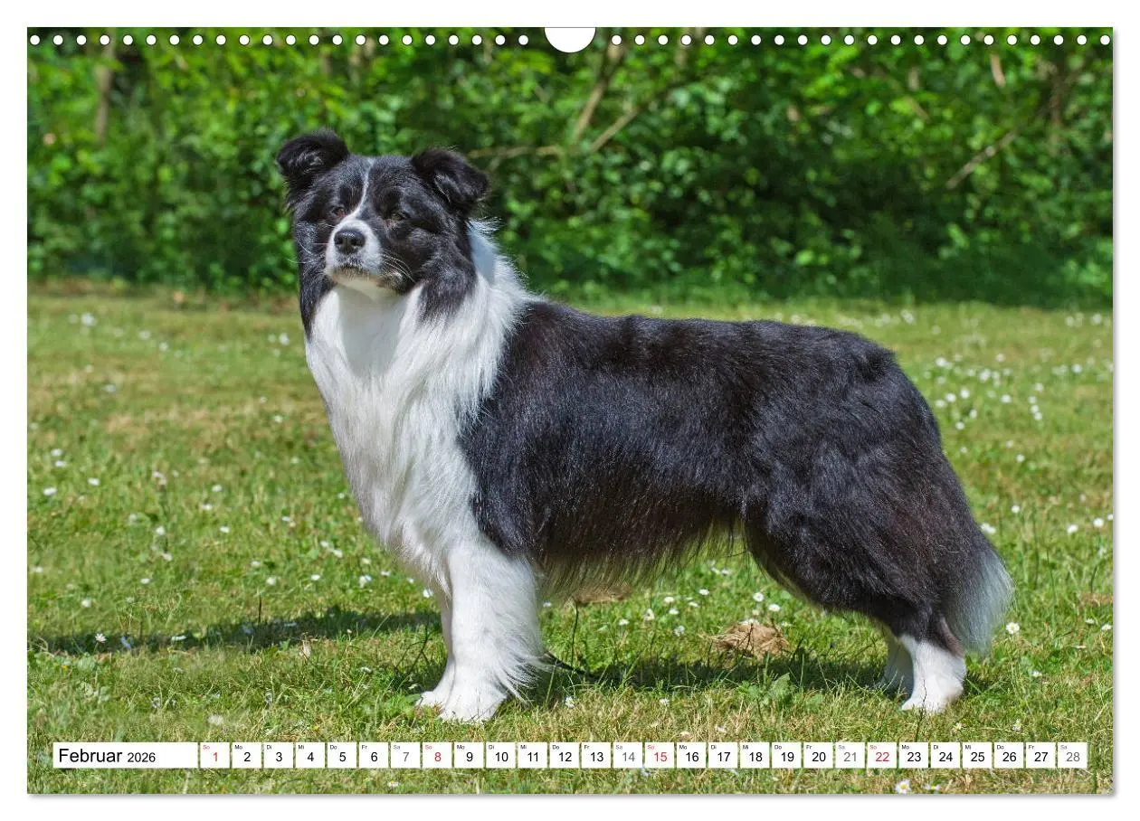 Bild: 9783457919149 | Traumhund Border Collie (Wandkalender 2026 DIN A3 quer), CALVENDO...