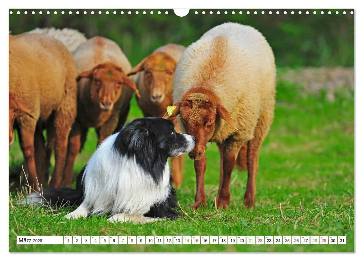 Bild: 9783457919149 | Traumhund Border Collie (Wandkalender 2026 DIN A3 quer), CALVENDO...