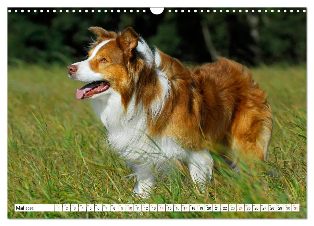 Bild: 9783457919149 | Traumhund Border Collie (Wandkalender 2026 DIN A3 quer), CALVENDO...