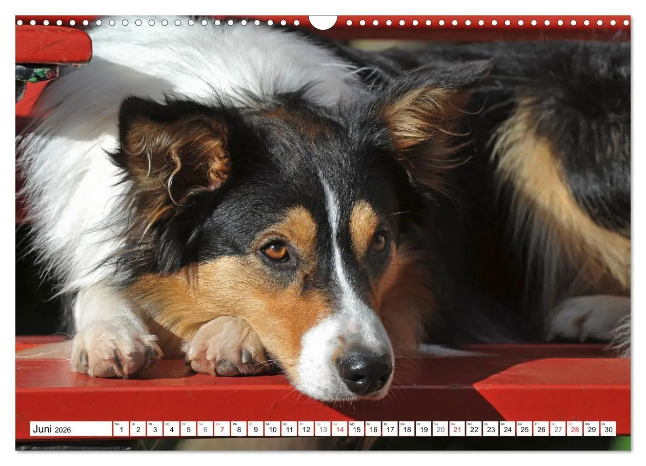 Bild: 9783457919149 | Traumhund Border Collie (Wandkalender 2026 DIN A3 quer), CALVENDO...