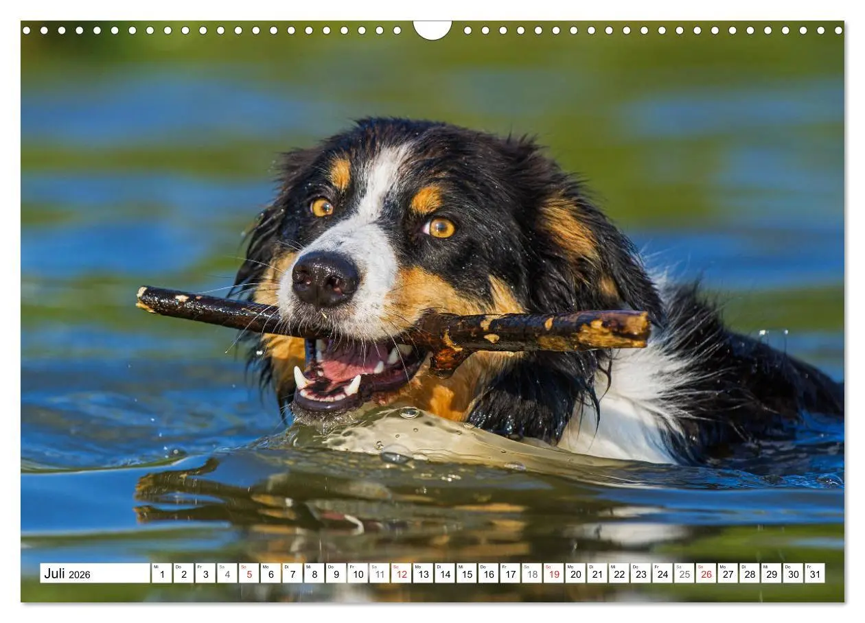 Bild: 9783457919149 | Traumhund Border Collie (Wandkalender 2026 DIN A3 quer), CALVENDO...