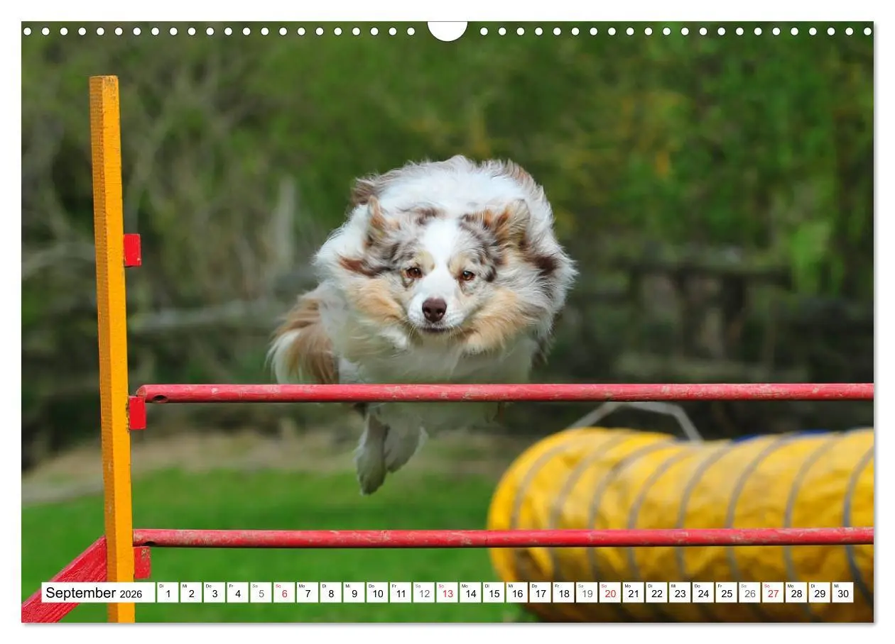 Bild: 9783457919149 | Traumhund Border Collie (Wandkalender 2026 DIN A3 quer), CALVENDO...