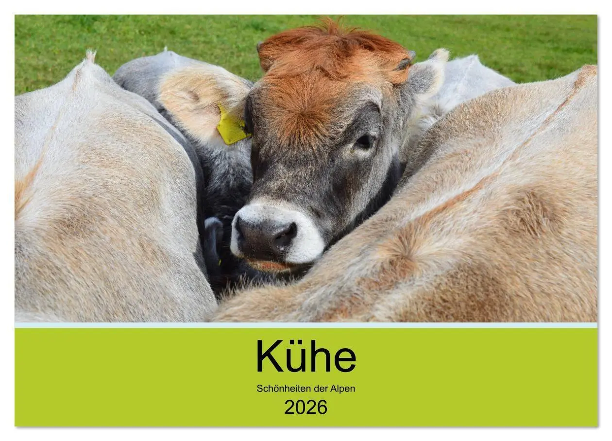 Cover: 9783516629149 | Kühe - Schönheiten der Alpen (Wandkalender 2026 DIN A3 quer),...