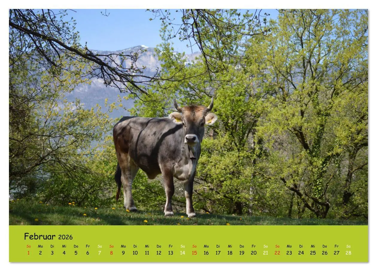Bild: 9783516629149 | Kühe - Schönheiten der Alpen (Wandkalender 2026 DIN A3 quer),...