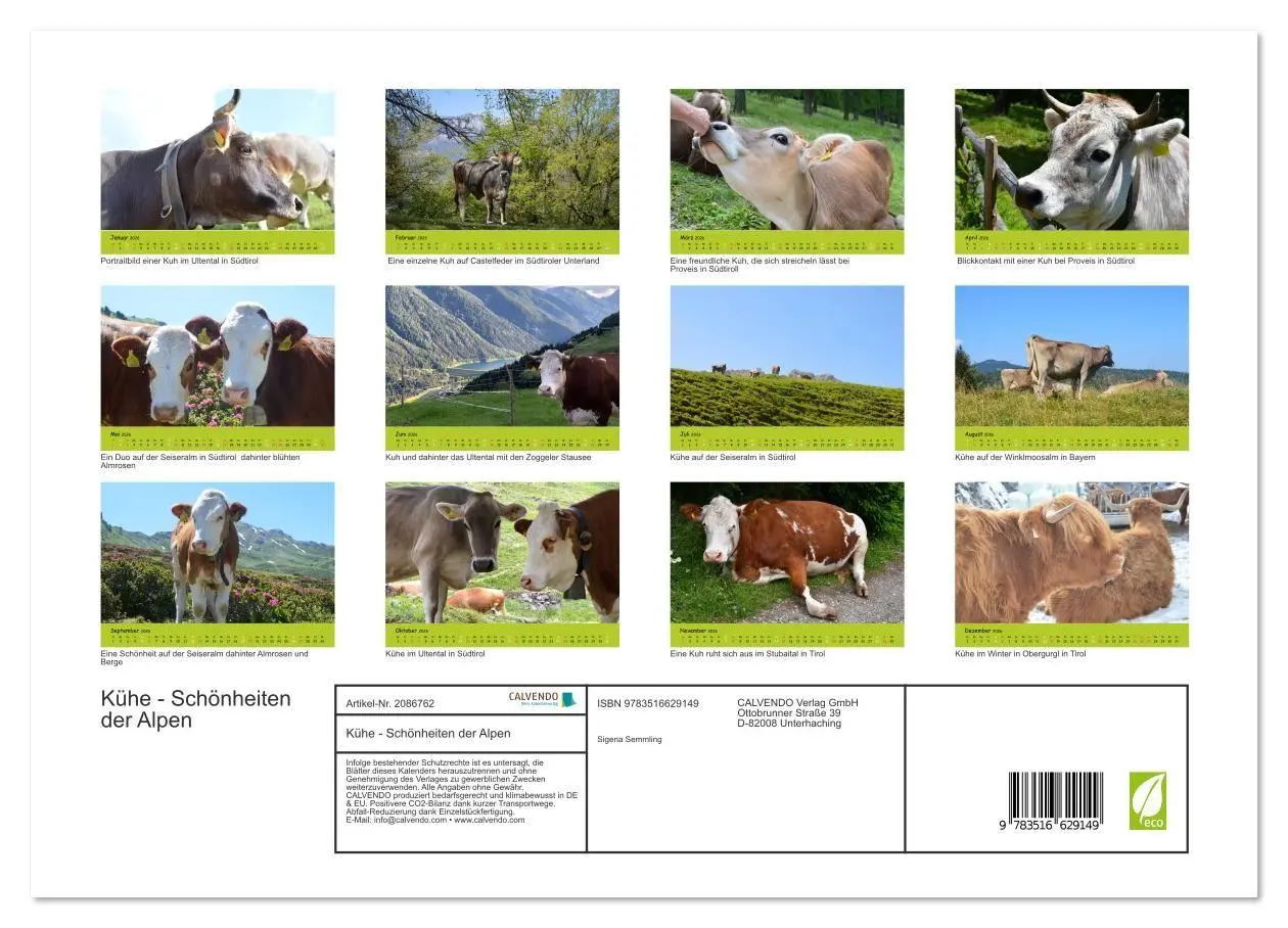 Bild: 9783516629149 | Kühe - Schönheiten der Alpen (Wandkalender 2026 DIN A3 quer),...